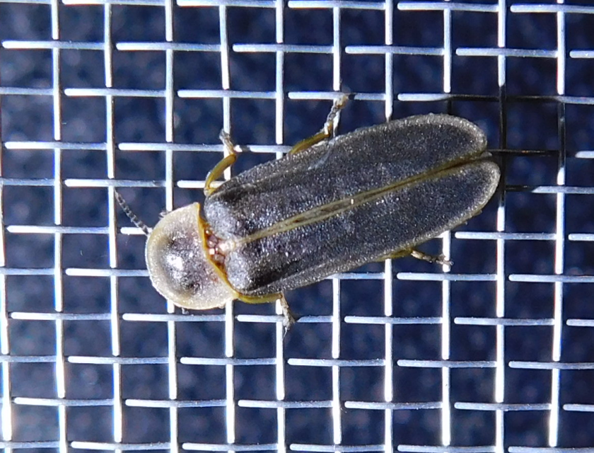 Lampyris noctiluca - nagy szentjánosbogár