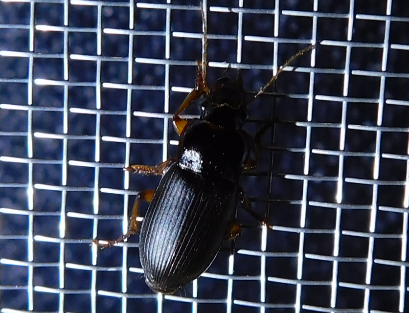 Harpalus griseus - kis selymesfutó