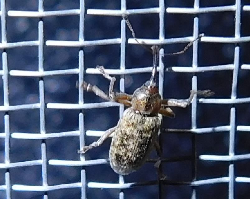Dorytomus longimanus - kétalakú hangormányos