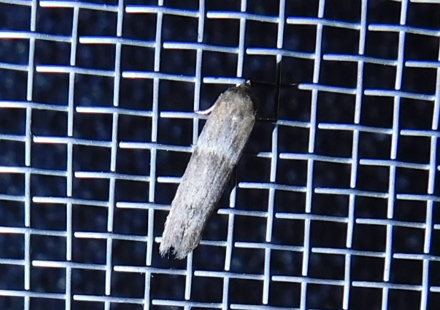 Blastobasis