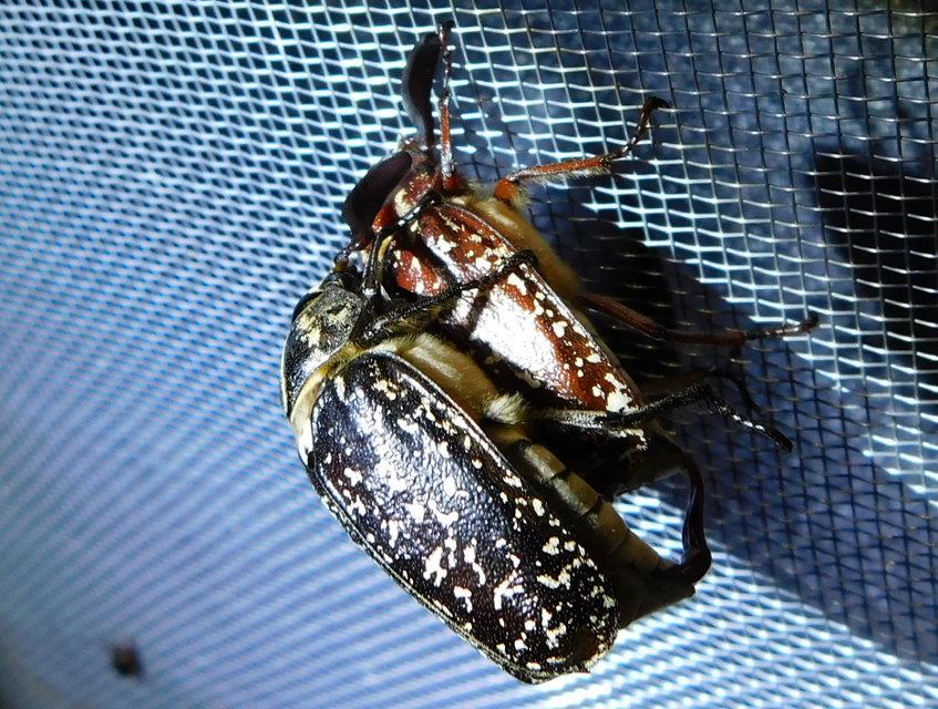 Polyphylla fullo - csapó cserebogár