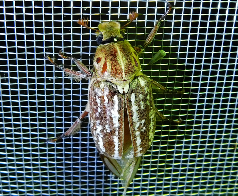 Anoxia orientalis - keleti cserebogár