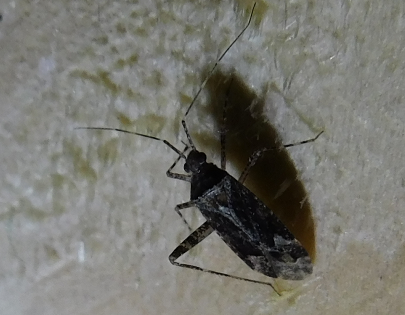Phytocoris