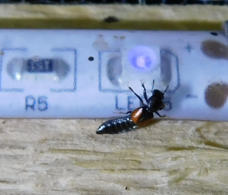 Bledius tricornis - háromszarvú ásóholyva Bledius tricornis - háromszarvú ásóholyva