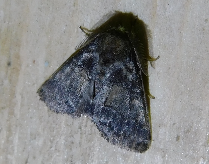 Gluphisia crenata - kormos púposszövő