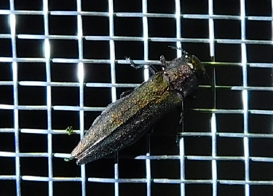 Agrilus suvorovi - nyárfa-karcsúdíszbogár