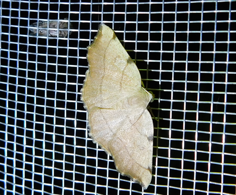 Eilicrinia trinotata - háromjegyű araszoló