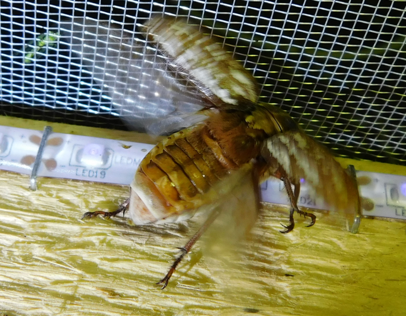 Anoxia orientalis - keleti cserebogár