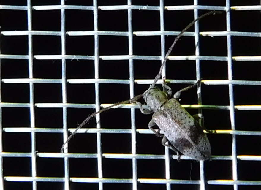 Exocentrus punctipennis - szilfa-rőzsecincér