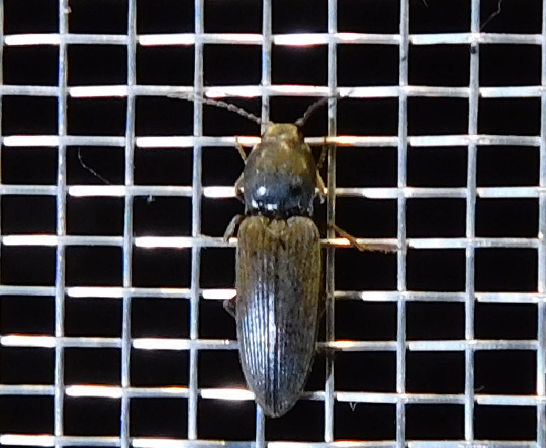 Dicronychus
