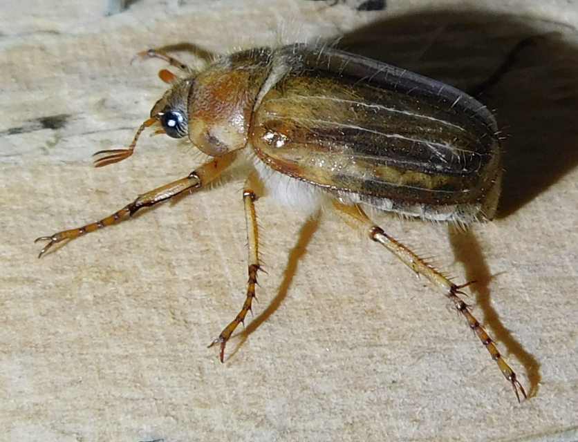Amphimallon solstitiale - bordás sárgacserebogár