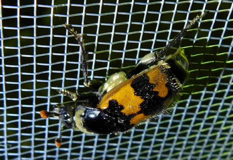 Nicrophorus vespillo - közönséges temetőbogár