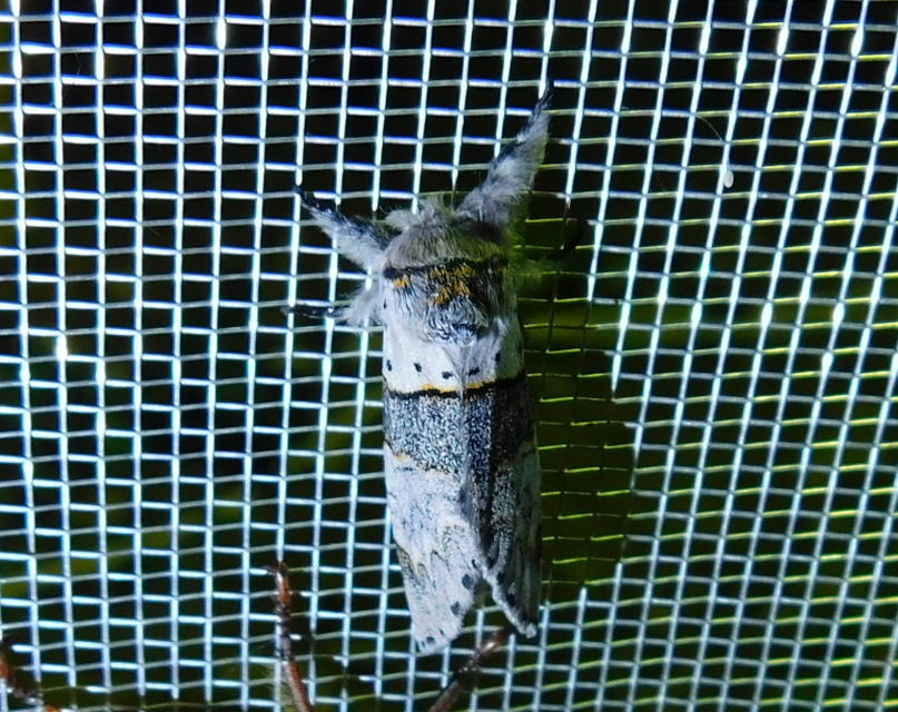 Furcula bifida - kis púposszövő