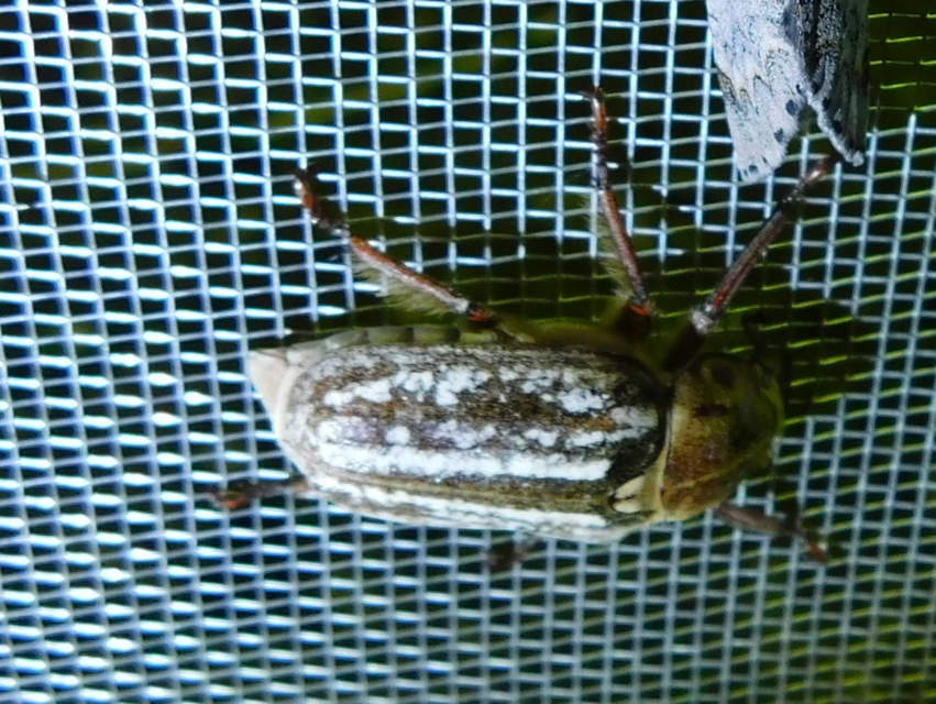 Anoxia orientalis - keleti cserebogár