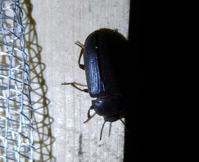 Tenebrio molitor - közönséges lisztbogár