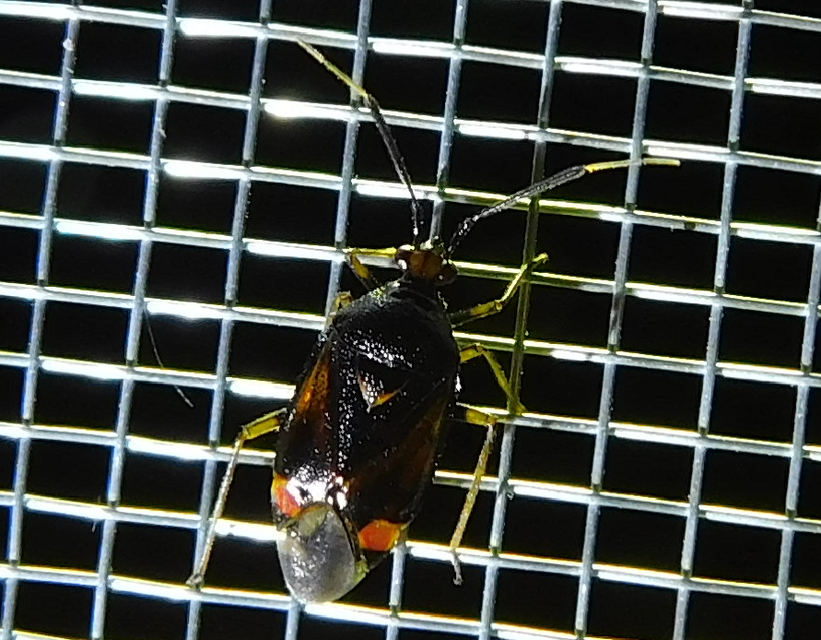 Deraeocoris ruber - vöröses mezeipoloska