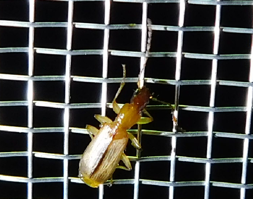Paradromius longiceps - hosszúfejű kéregfutó