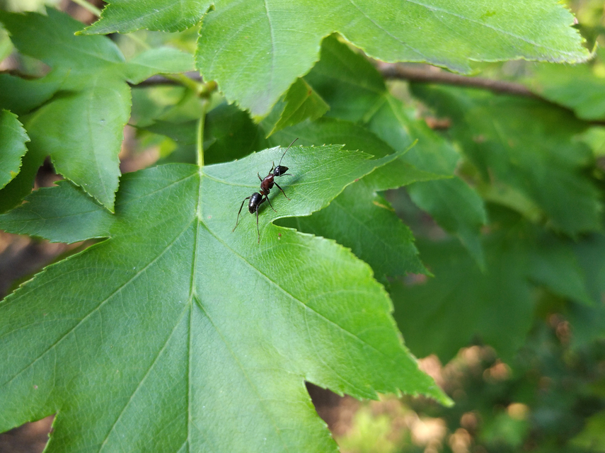 Camponotus ligniperda - faodvasító lóhangya