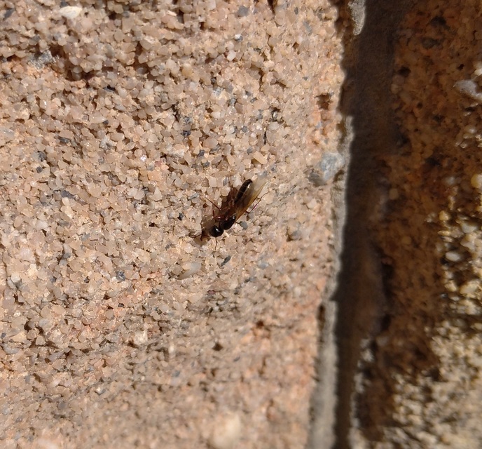 Camponotus fallax - ligeti lóhangya