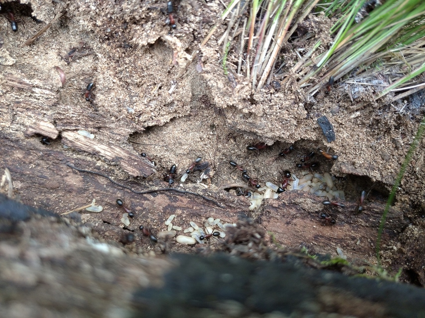 Camponotus ligniperda - faodvasító lóhangya