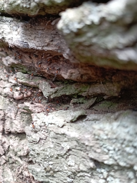 Liometopum microcephalum - tölgyfahangya
