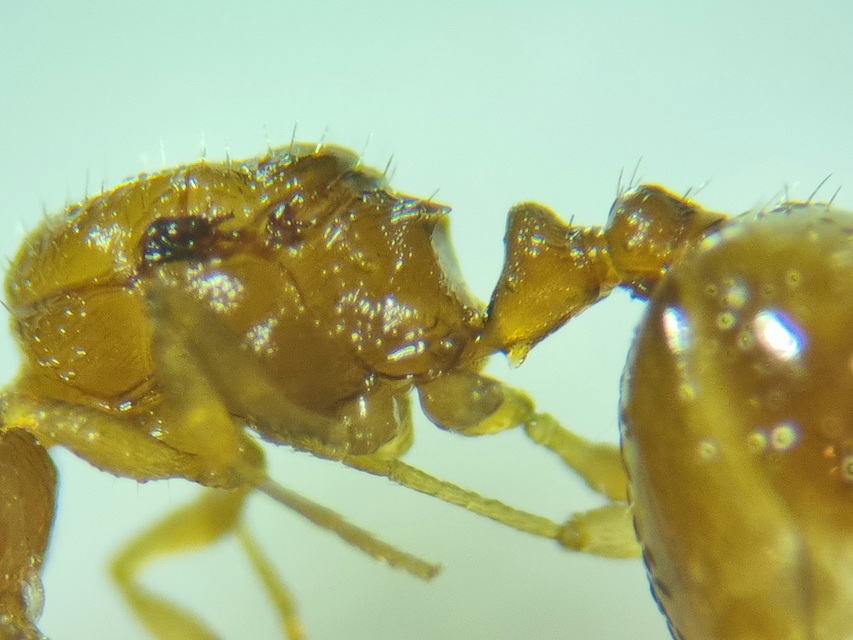 Temnothorax crassispinus - gubacslakó kéreghangya