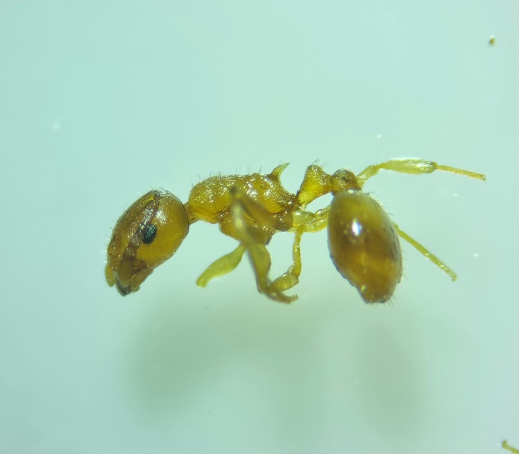 Temnothorax crassispinus - gubacslakó kéreghangya