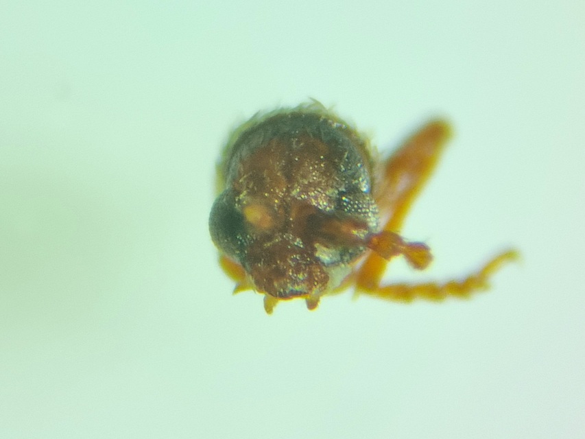 Ptinus