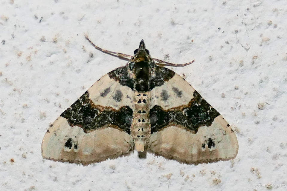 Cosmorhoe ocellata - szemes galajaraszoló