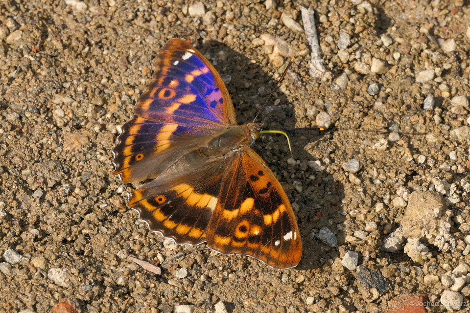Apatura ilia - kis színjátszólepke
