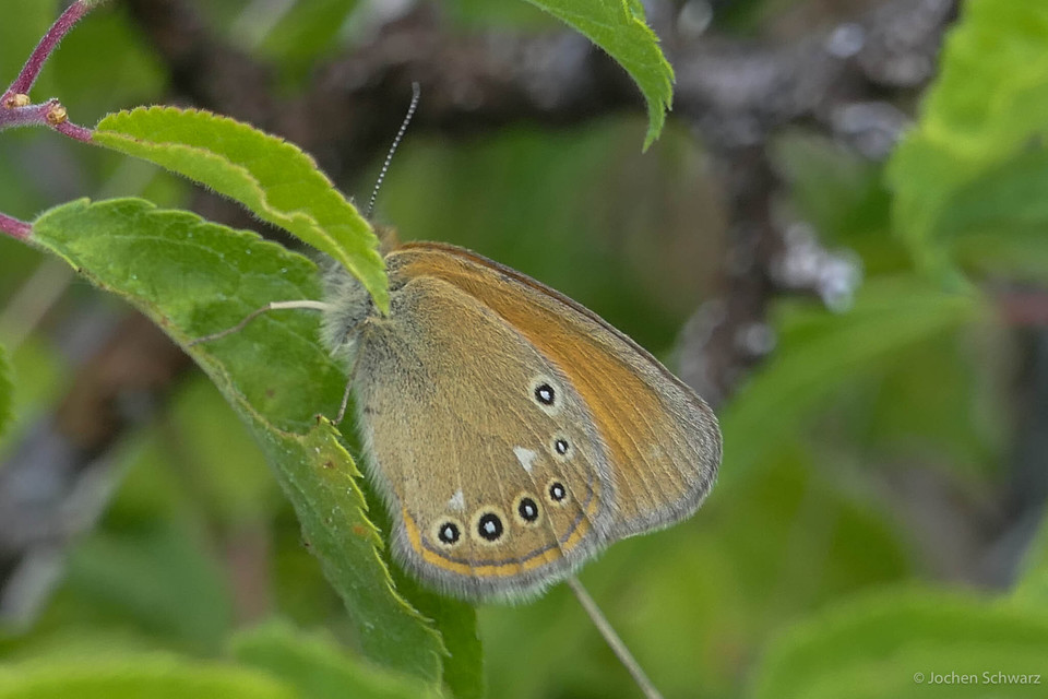 Coenonympha glycerion - közönséges szénalepke