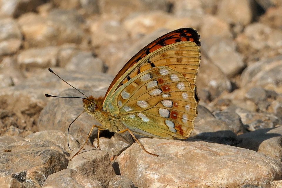 Argynnis adippe - ezüstös gyöngyházlepke