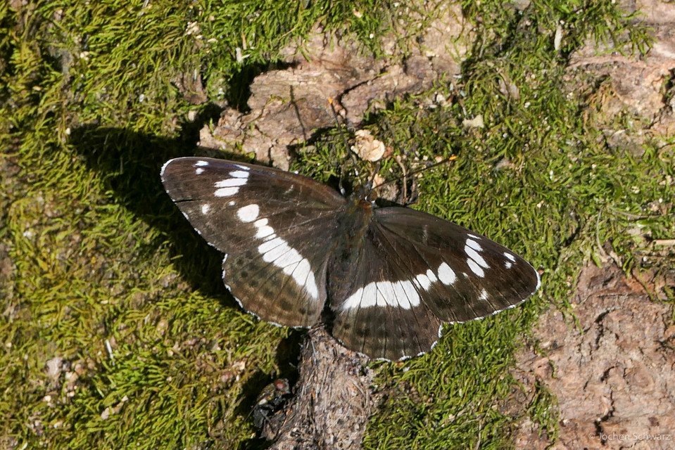 Limenitis camilla - kis lonclepke
