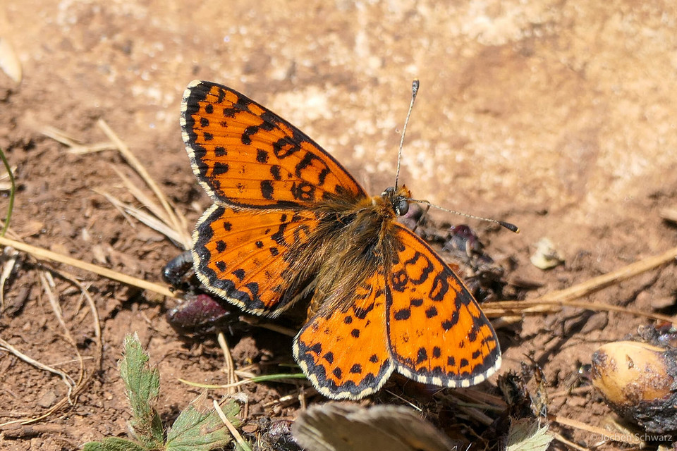 Melitaea didyma - tüzes tarkalepke