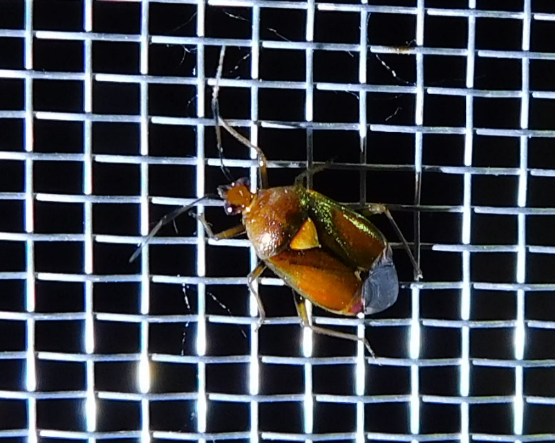 Deraeocoris ruber - vöröses mezeipoloska