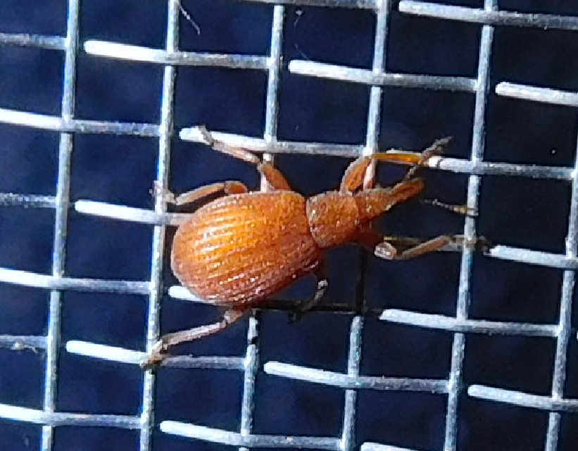 Apion frumentarium - vörös cickányormányos