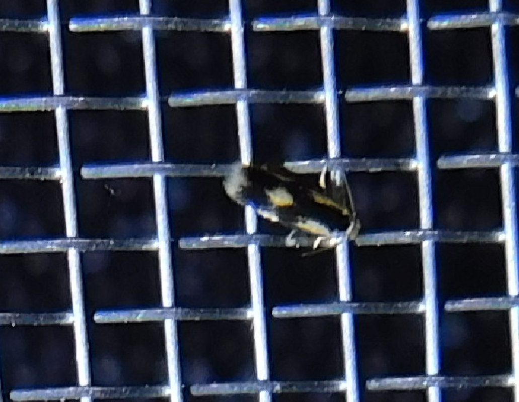 Stigmella trimaculella - hárompettyes törpemoly