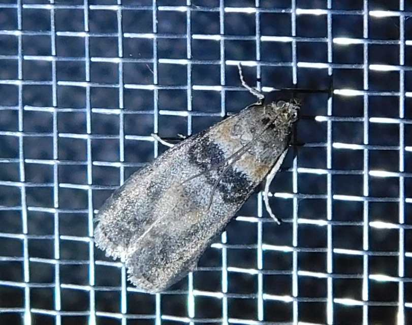 Sciota