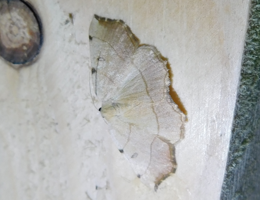 Eilicrinia trinotata - háromjegyű araszoló