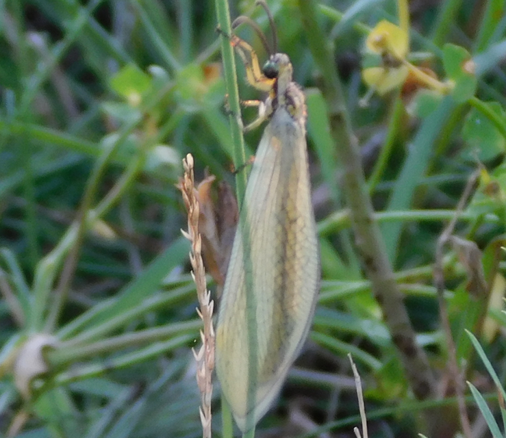 Myrmecaelurus trigrammus - hangyafarkas