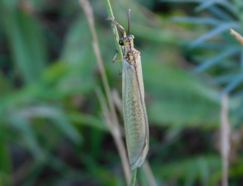 Myrmecaelurus trigrammus - hangyafarkas