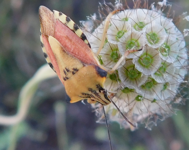 Carpocoris Carpocoris