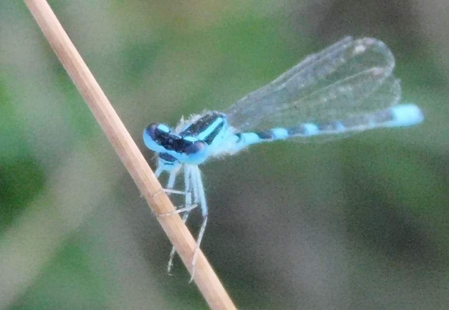 Coenagrion scitulum - mediterrán légivadász