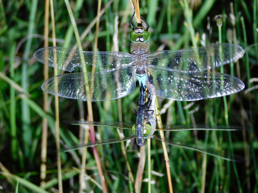 Anax parthenope - barna óriásacsa