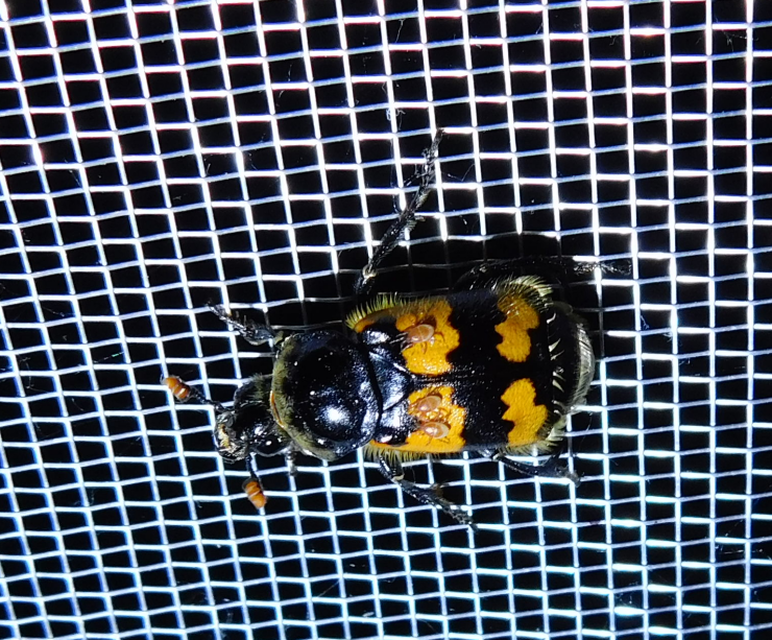 Nicrophorus vespillo - közönséges temetőbogár