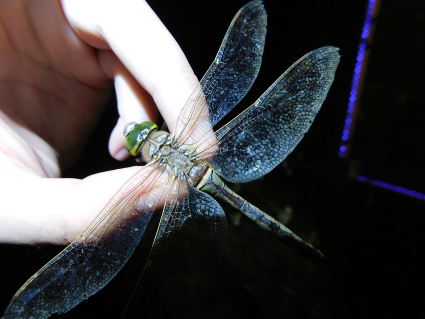 Anax parthenope - barna óriásacsa