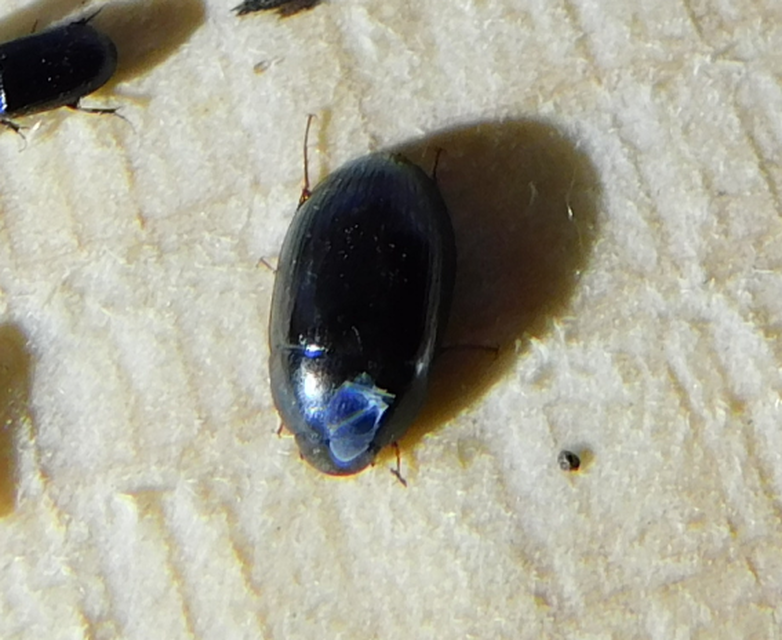 Hydrobius