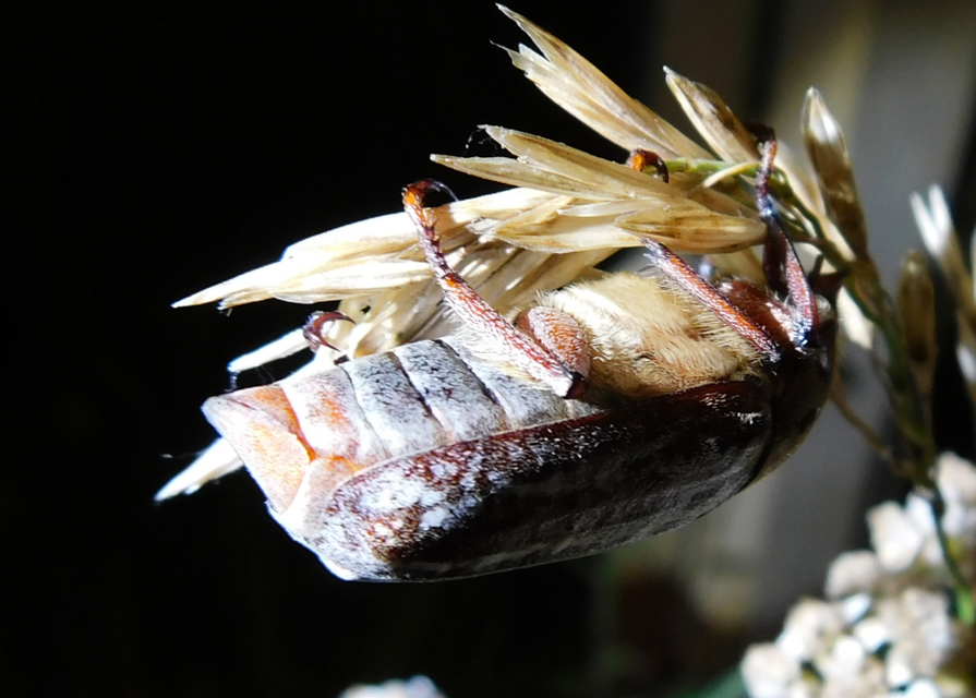 Anoxia orientalis - keleti cserebogár