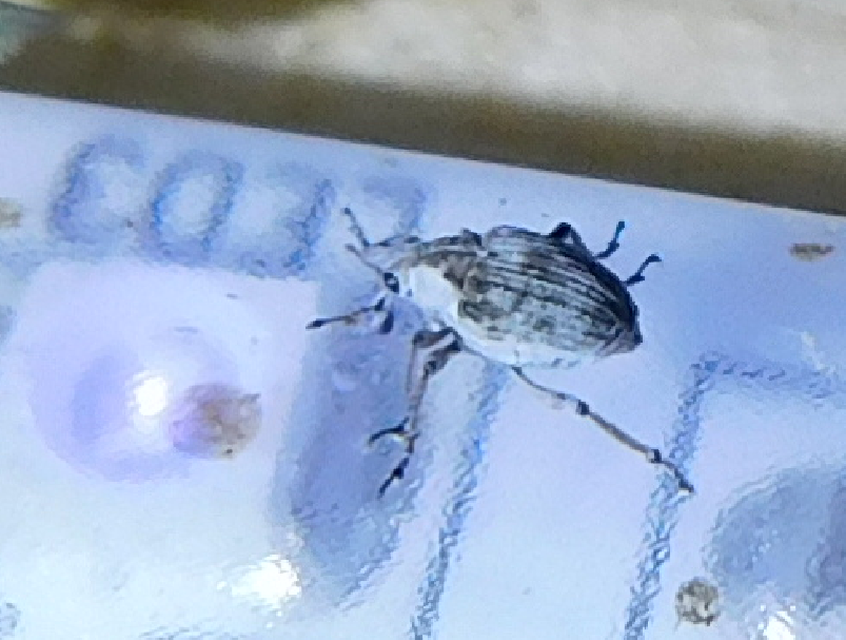 Phytobius leucogaster - süllőhínár-ormányos