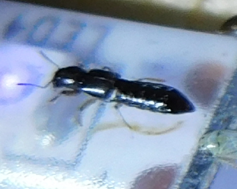 Bledius Bledius